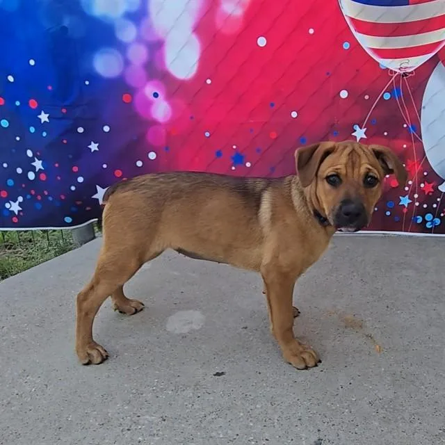 A baby small-sized female Rottweiler dog named Sarabi for adoption in Wylie, TX