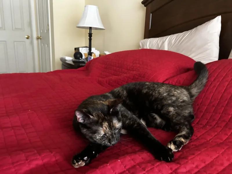 An adult medium-sized female Tortoiseshell Domestic Short Hair cat named Janie for adoption in Media, PA