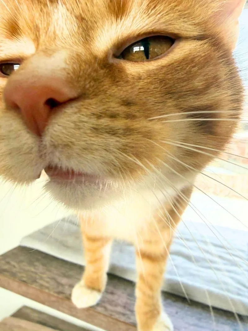 Elmo | Young | thumbnail 4