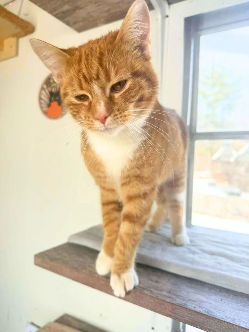 Elmo | Young | thumbnail 6