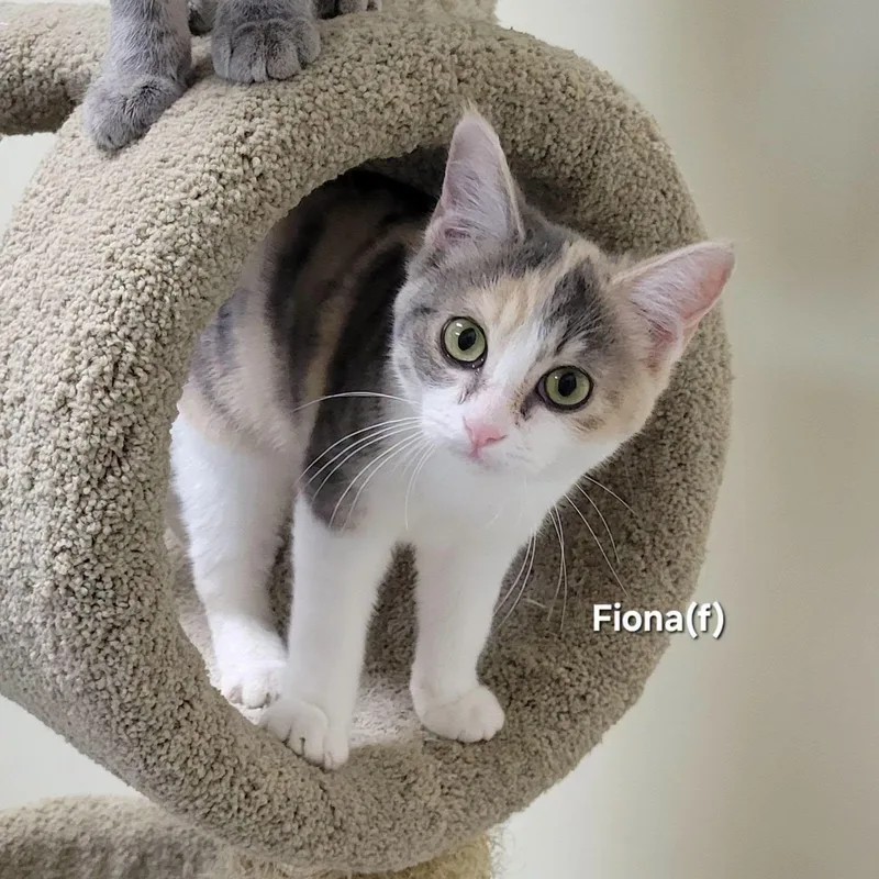 A baby medium-sized female Dilute Calico cat named Fiona for adoption in Mazon, IL