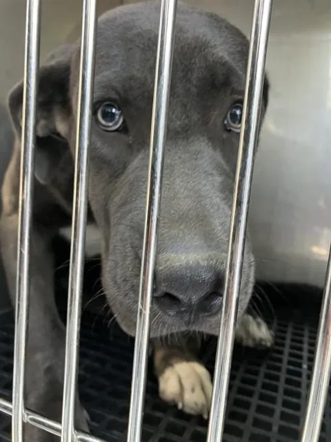 A baby large-sized male Mixed Breed dog named Bruno for adoption in Dallas, TX