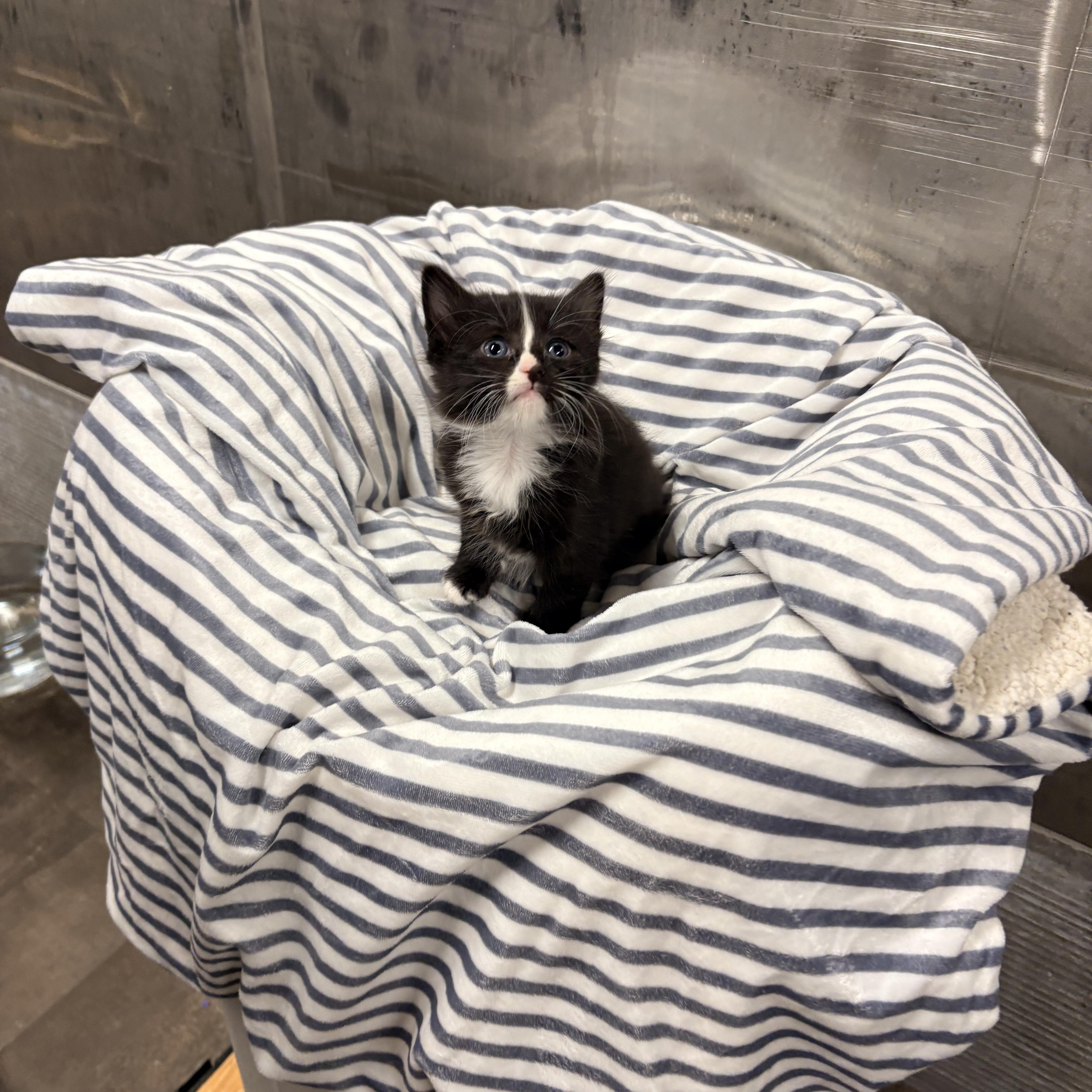 A baby medium-sized male Black & White / Tuxedo Tuxedo cat named Boxwood for adoption in Mira Loma, CA