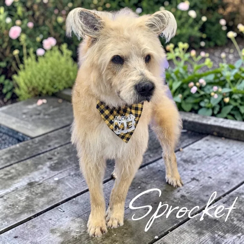 Sprocket thumbnail 5