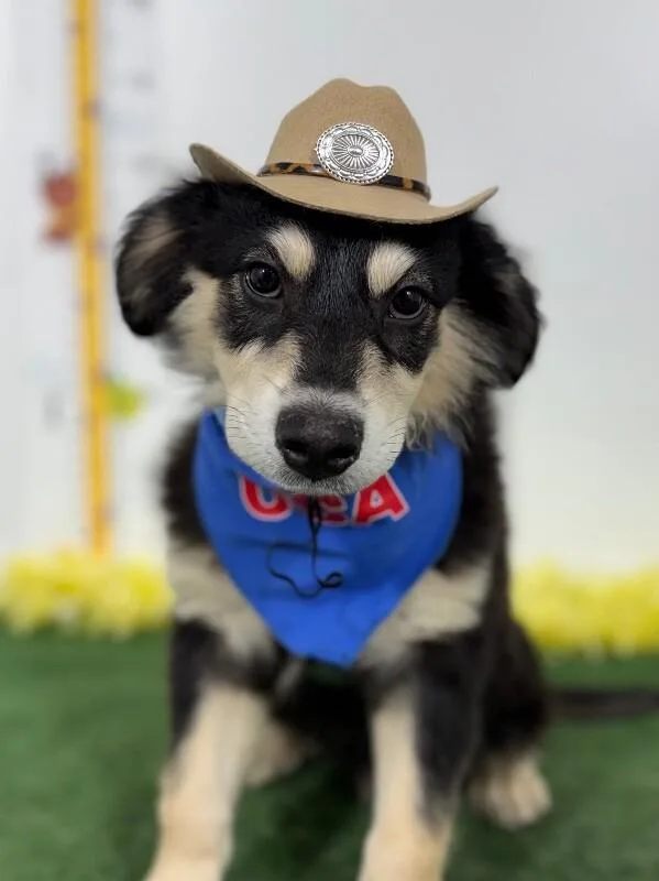 A baby medium-sized male Black Hovawart dog named Gunner for adoption in Carlsbad, CA