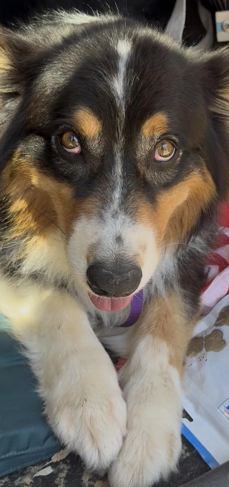 An adult medium-sized male Bicolor Australian Shepherd dog named Wiley for adoption in Studio City, CA