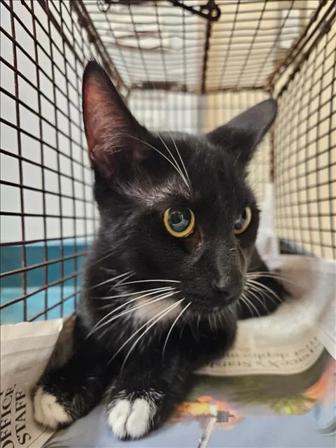 A young large-sized male Domestic Short Hair cat named Noodles for adoption in Los Angeles, CA