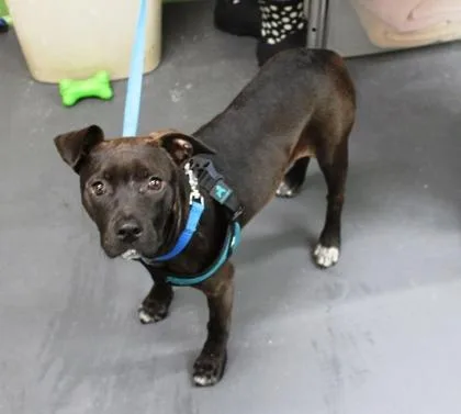 A baby medium-sized female Labrador Retriever dog named Poppy for adoption in Picayune, MS