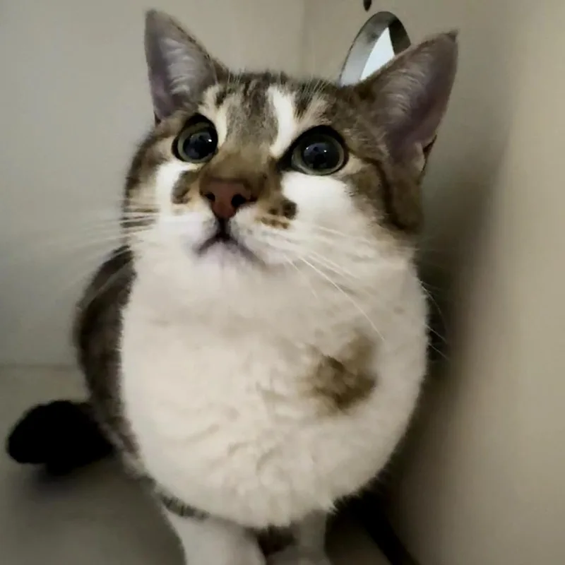 An adult small-sized female Brown / Chocolate Domestic Short Hair cat named Ginny for adoption in Las Vegas, NV