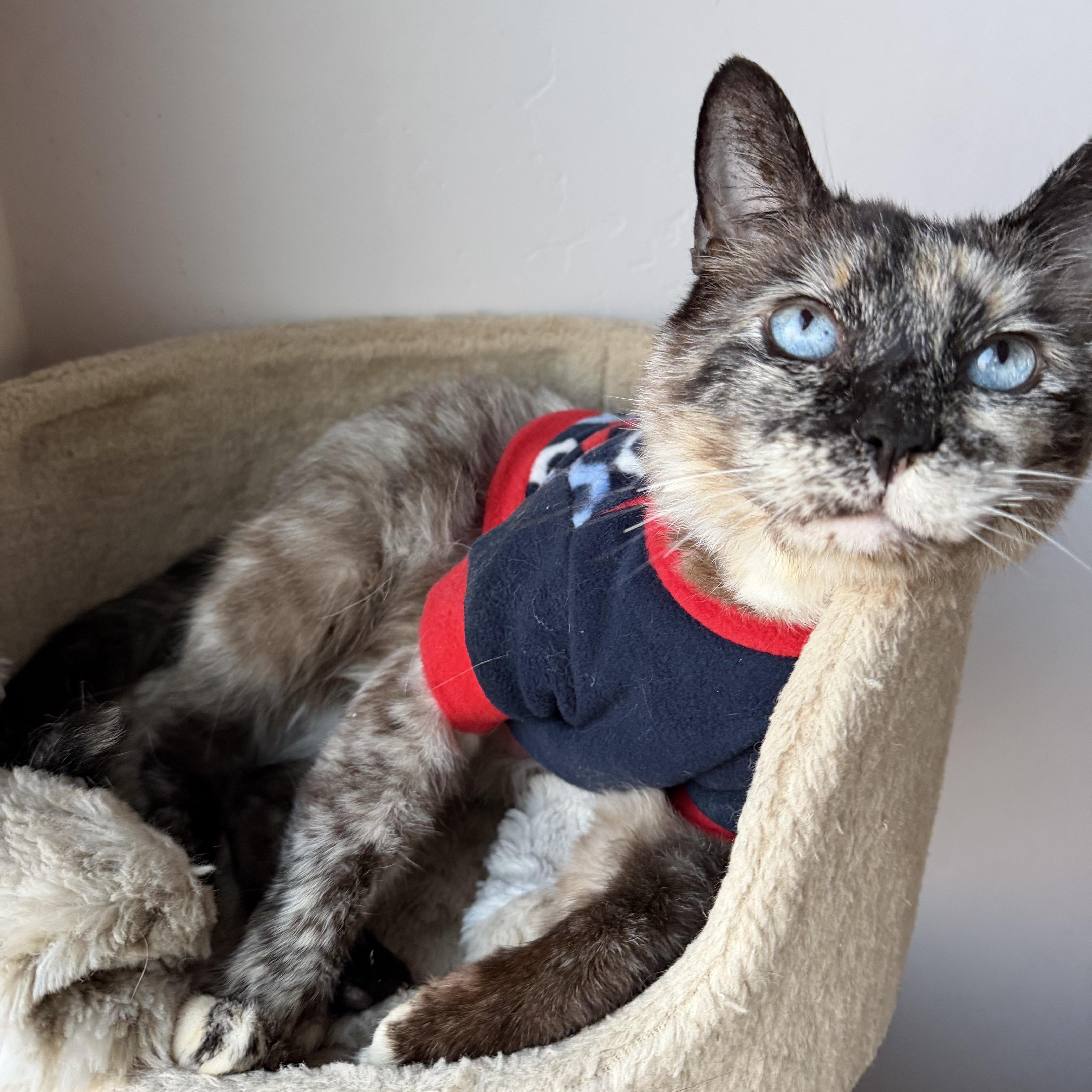 An adult medium-sized female Lilac Point Siamese cat named Marzapan for adoption in Oceanside, CA