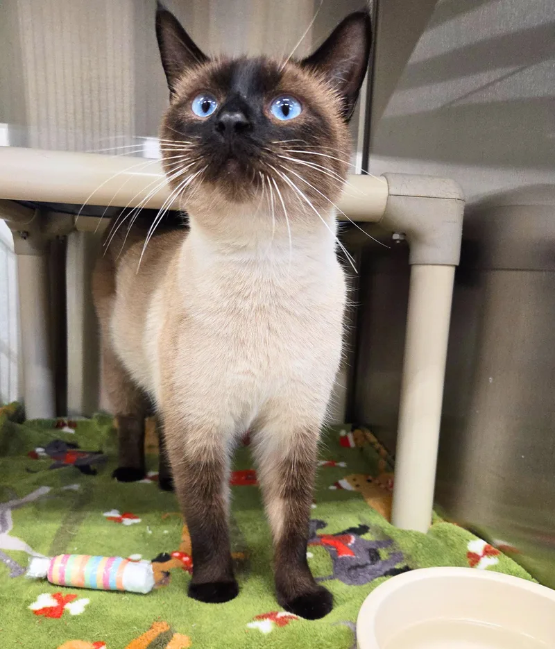 A young medium-sized male Seal Point Siamese cat named Cheerio for adoption in Nevada, IA