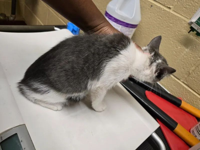 A baby medium-sized female Domestic Short Hair cat named Biscuit Gravy for adoption in Douglasville, GA