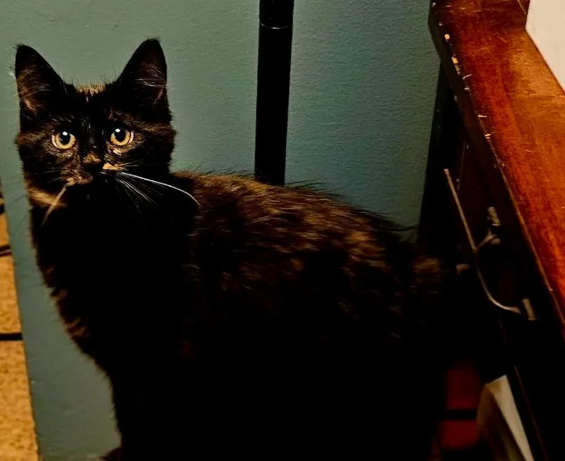 A baby small-sized female Tortoiseshell cat named Tortellini O'Neil for adoption in Brooklyn Center, MN