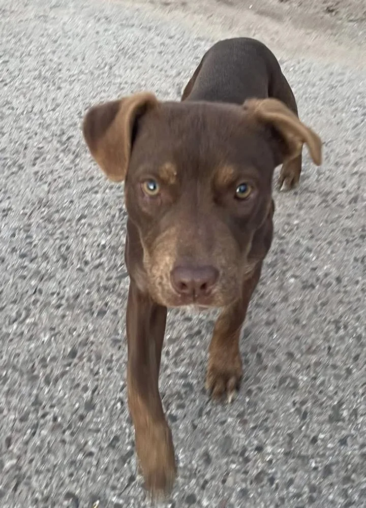 A baby medium-sized female Doberman Pinscher dog named Nova for adoption in Shawnee, OK