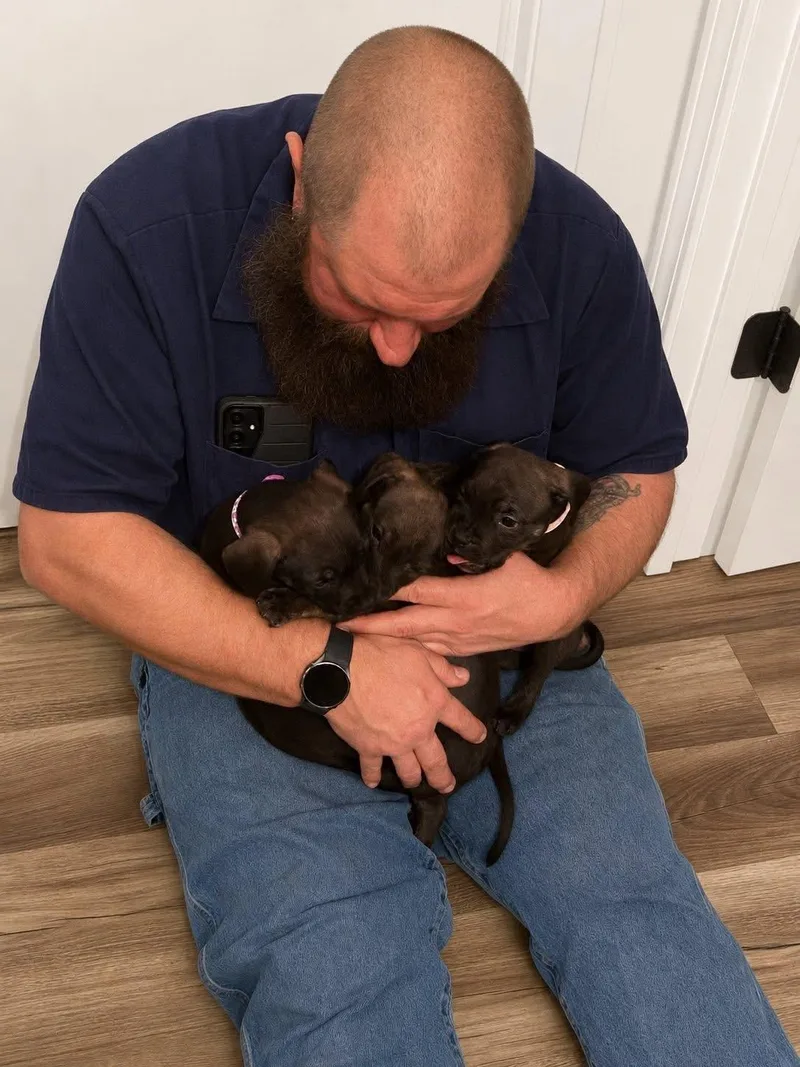 A baby medium-sized female Brindle Pit Bull Terrier dog named Ava for adoption in RUSSIAVILLE, IN
