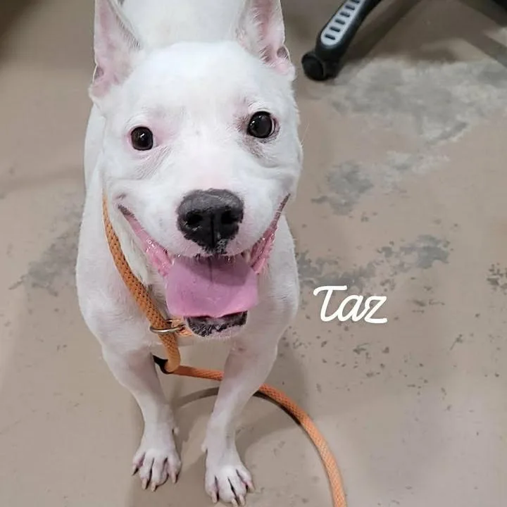Taz