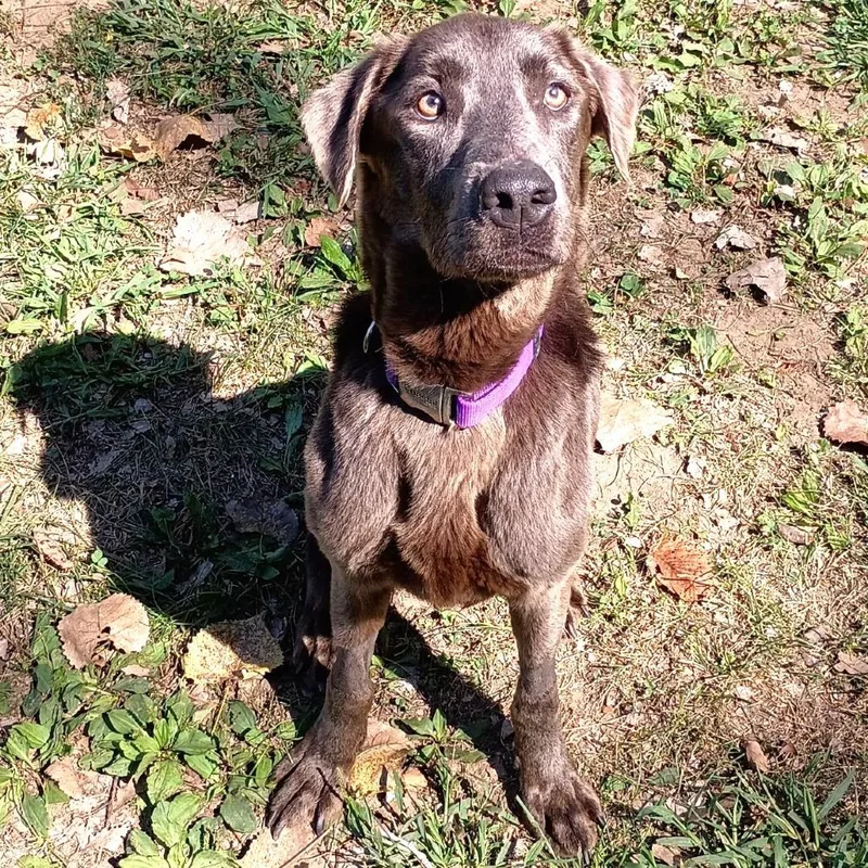 Brownie thumbnail 2