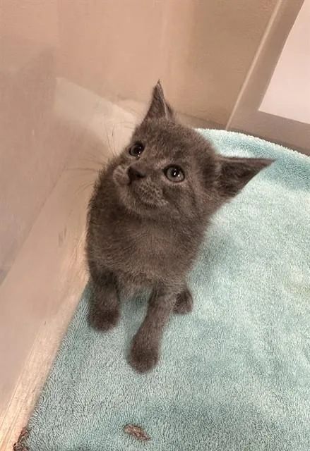 A baby small-sized female Domestic Short Hair cat named Minnie for adoption in San Jose, CA