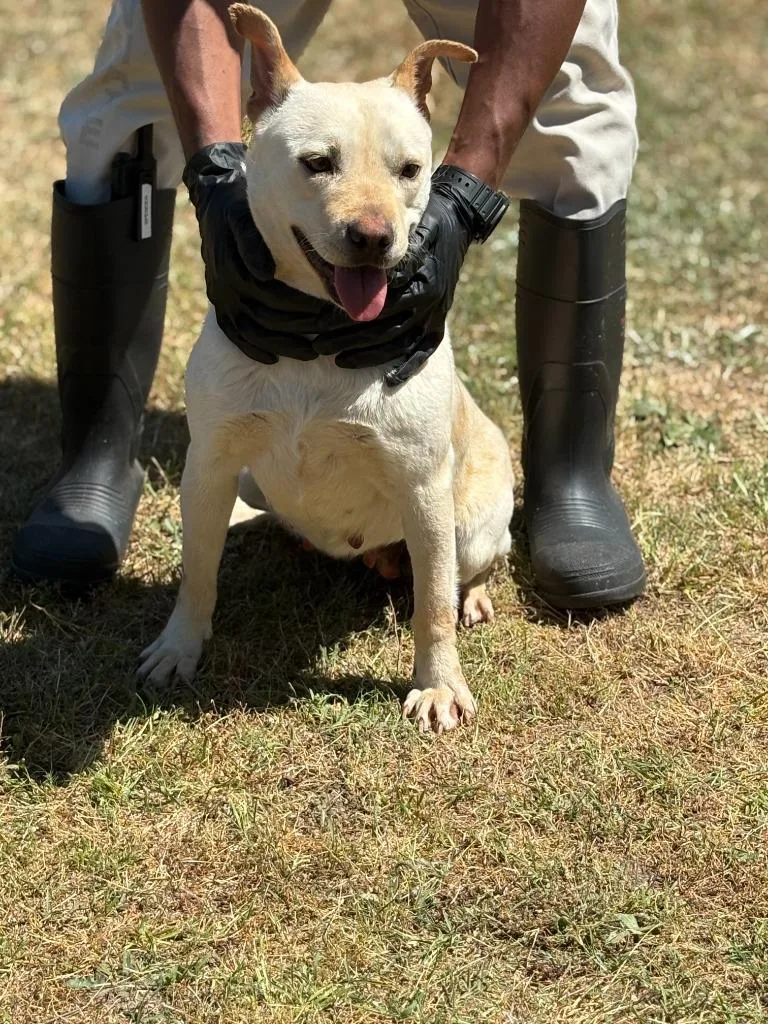 A young medium-sized female Labrador Retriever dog named Meadow for adoption in Effingham, SC