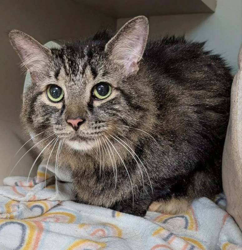 A senior medium-sized male Tabby cat named Montgomery for adoption in Ocala, FL