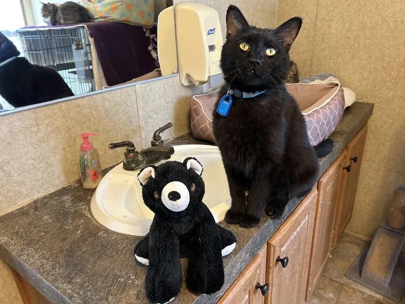 An adult large-sized male Black Domestic Short Hair cat named Grand Bear for adoption in La Salle, IL