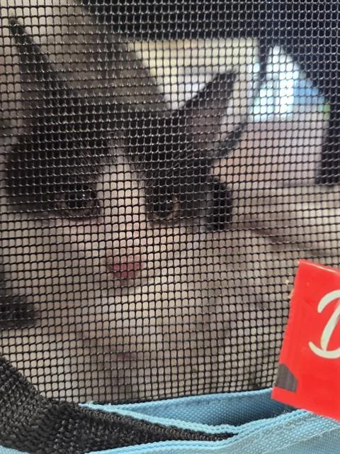 A baby small-sized male Domestic Short Hair cat named Davy Jones for adoption in Louisville, KY