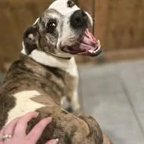 An adult medium-sized female White / Cream Pit Bull Terrier dog named Bella for adoption in Sweetwater, TN