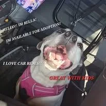 Bella thumbnail 3