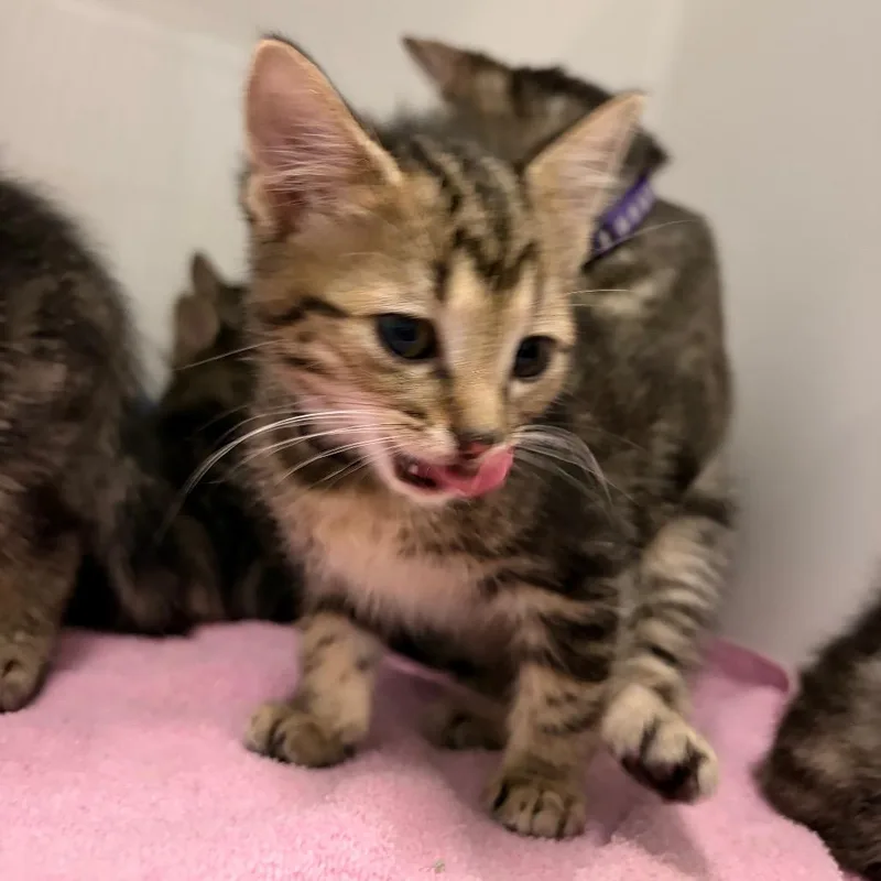 A baby small-sized male Domestic Short Hair cat named Jay Bilzerian for adoption in Charleston, WV