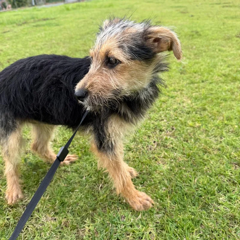 Fruit Loops “fruit Loops: thumbnail 2