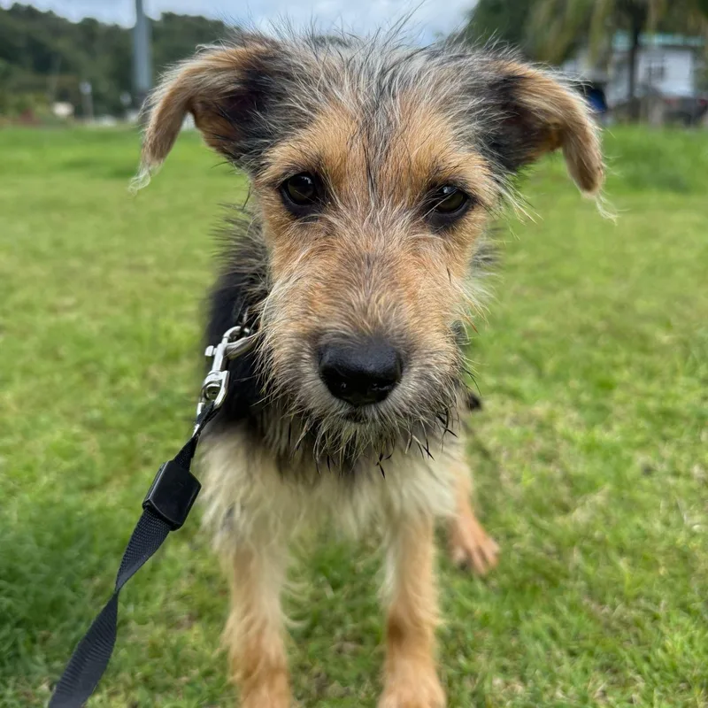A baby small-sized male Black Yorkshire Terrier dog named Fruit Loops “fruit Loops: for adoption in New York, NY