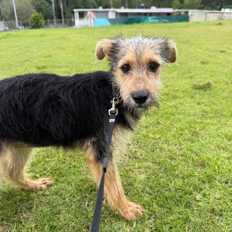 Fruit Loops “fruit Loops: thumbnail 4