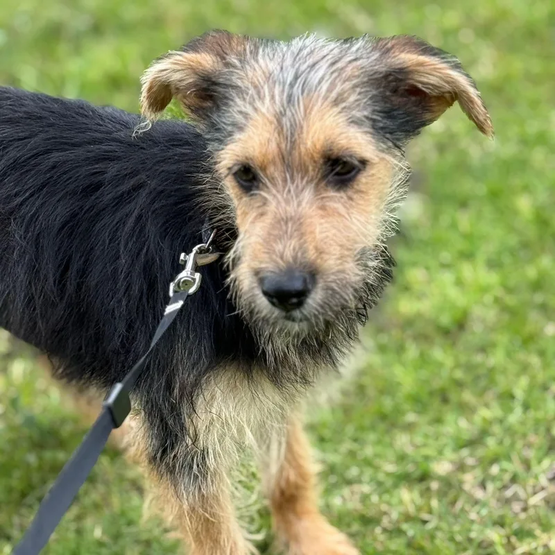 Fruit Loops “fruit Loops: thumbnail 6