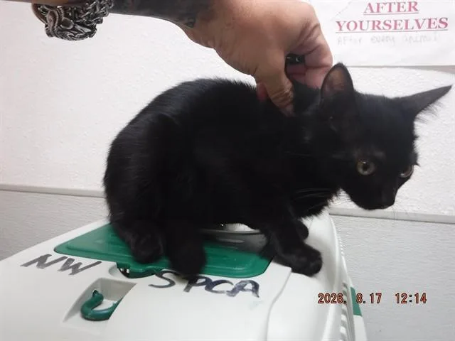 A baby small-sized male Domestic Short Hair cat named Tim for adoption in Oroville, CA