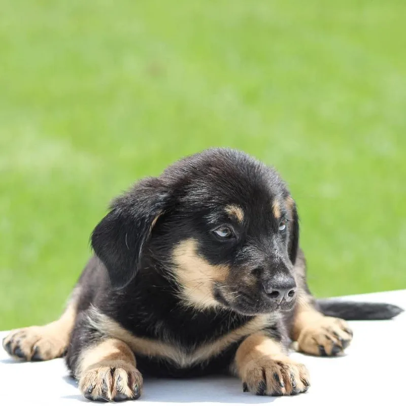 A baby medium-sized female Mixed Breed dog named Nessie for adoption in Groveland, MA