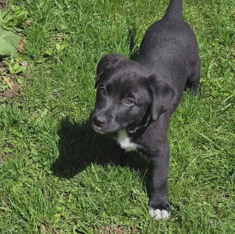 A baby large-sized female Labrador Retriever dog named Redhot for adoption in McHenry, IL