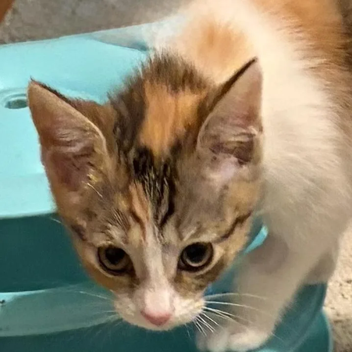 A baby medium-sized female Dilute Calico cat named Ziva for adoption in Houghton Lake, MI