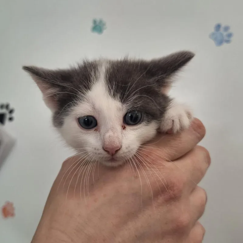 A baby small-sized male Gray / Blue / Silver Domestic Short Hair cat named Sheldon for adoption in Albert Lea, MN