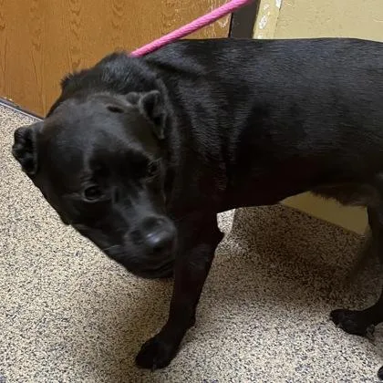 An adult large-sized male Mixed Breed dog named Rocky for adoption in Merriam, KS