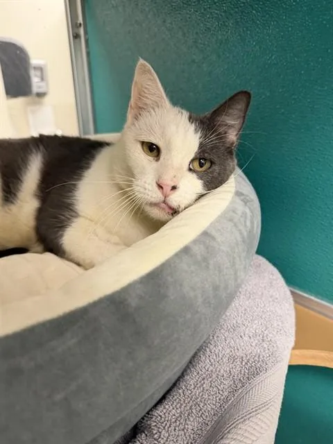 An adult medium-sized male Domestic Short Hair cat named Marty for adoption in Naples, FL