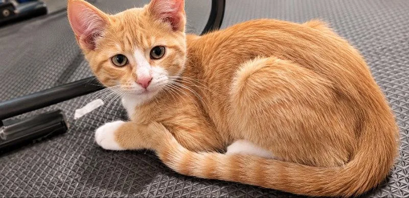 A baby small-sized male Orange & White Domestic Short Hair cat named Andy for adoption in Mankato, MN