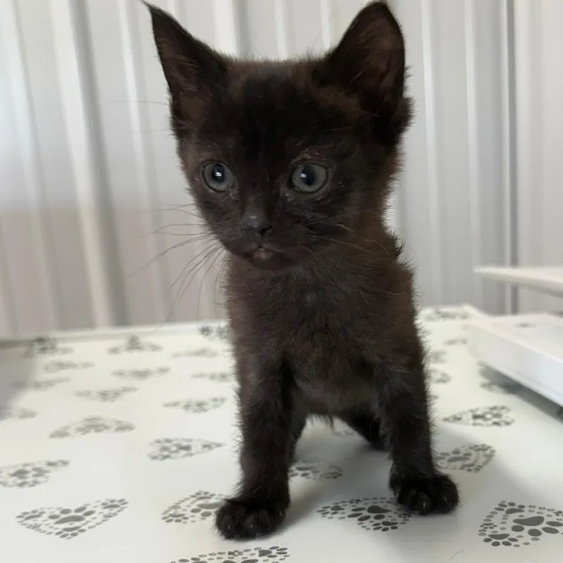 A baby small-sized female Black Domestic Short Hair cat named Edna for adoption in Lancaster, OH