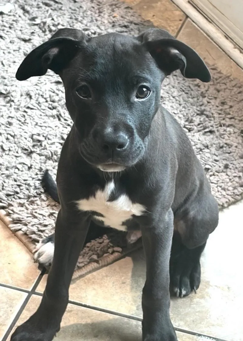 Oreo