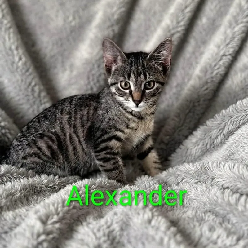 Alexander thumbnail 2
