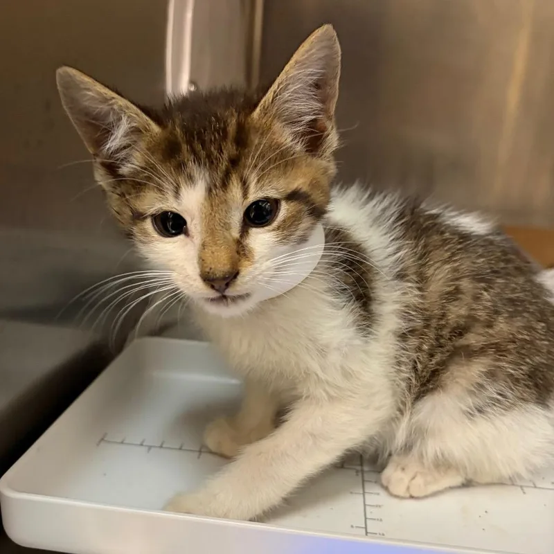A baby small-sized male Brown / Chocolate Domestic Short Hair cat named Kevin for adoption in Newark, NJ