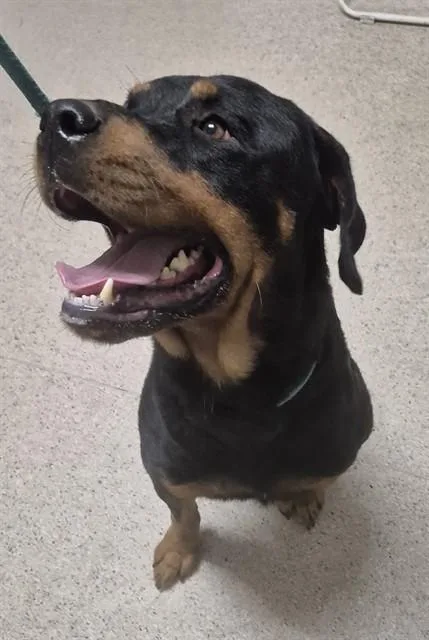 Klaus