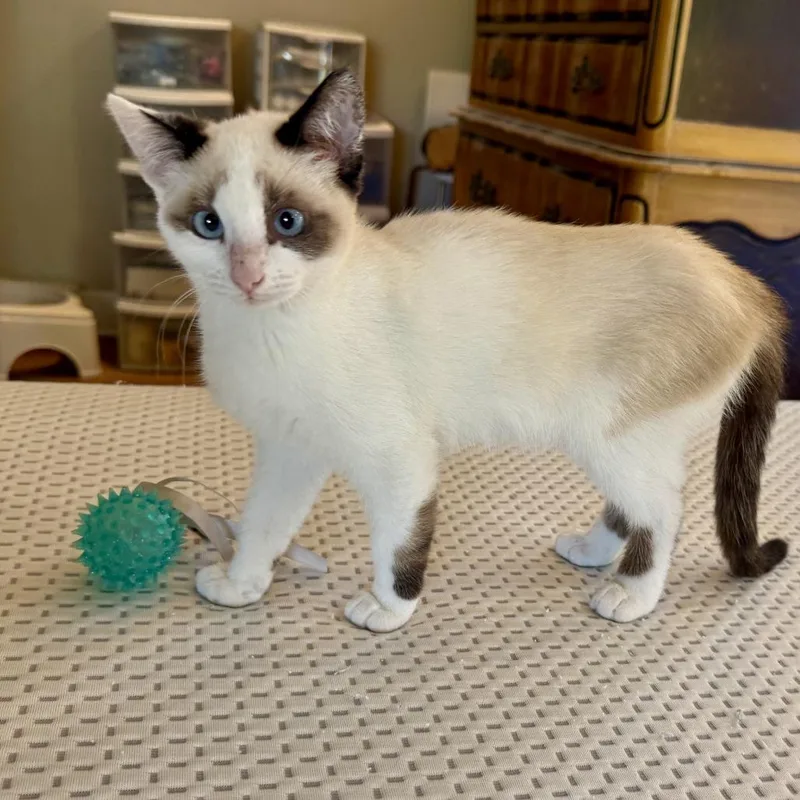 A young small-sized female Snowshoe cat named Hannah for adoption in Los Angeles, CA