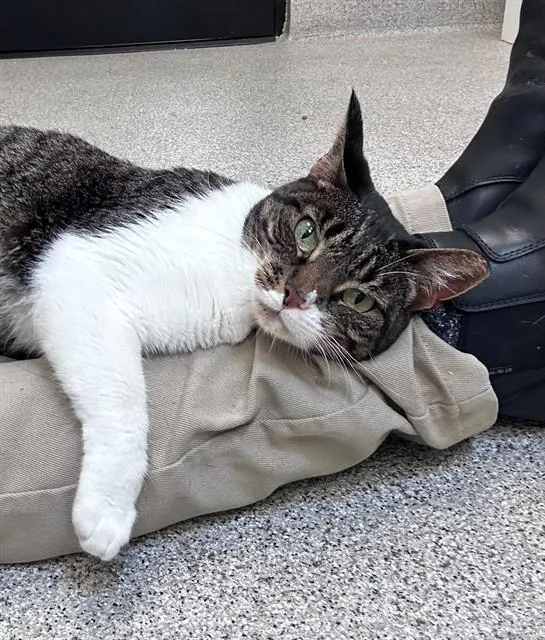 An adult large-sized female Domestic Short Hair cat named Clarice for adoption in San Luis Obispo, CA