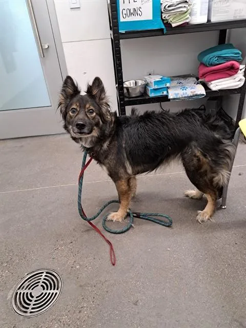 An adult medium-sized female German Shepherd Dog dog named Artemis for adoption in Mesa, AZ
