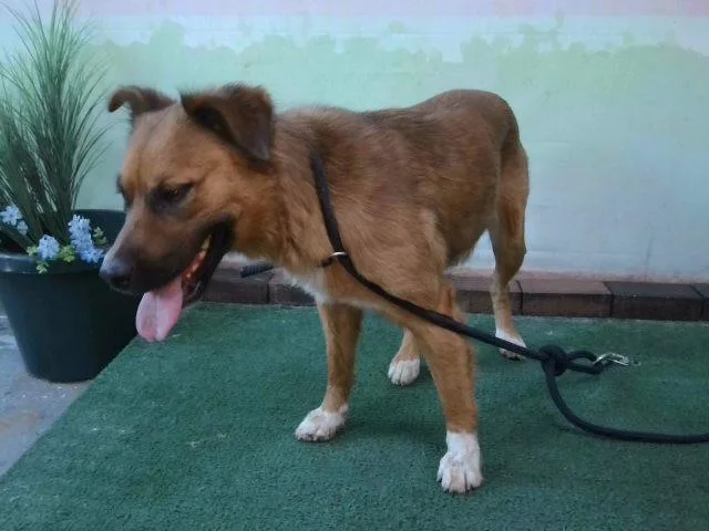 An adult medium-sized female German Shepherd Dog dog named Otter for adoption in Baldwin Park, CA